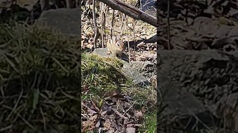 Chipmunk along the river