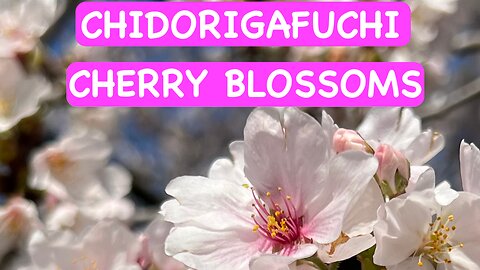 Chidorigafuchi Cherry Blossoms (千鳥ヶ淵桜)
