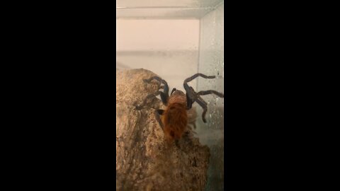 Tarantula making a web