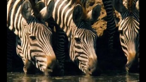 crocodile Attack Zebra