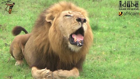 Powerful African Lion Roaring