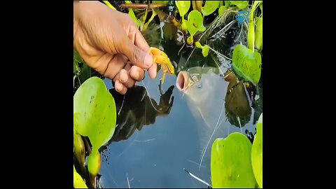 Frog Fishing 🎣