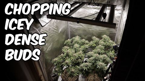Harvesting Healthy WEED PLANTS at home! Grown with Viparspectra KS2500 LED LIGHT