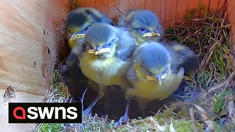 Photographer captures video showing birth and growth of blue tit chicks