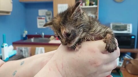 "Isla" - kitten with large bot fly larva removed from eye socket | Niagara SPCA