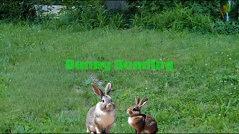 Adorable Encounter: Pet Bunny Meets a Wild Rabbit 🐰🐇