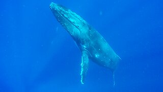 Humpback whales rise from ocean floor right beside thrilled swimmer