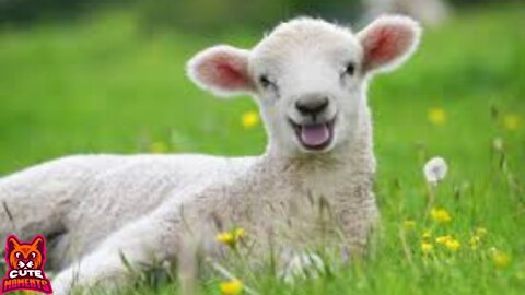 Cute Lambs Sheep