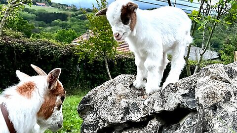 This goat loves to eat fresh figs!