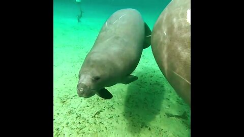 Manatee Close Up With Her Sea Calf Filmed @ 3 Sisters Springs