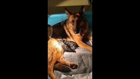 1 day old German Shepherd puppies Jules is a great mama