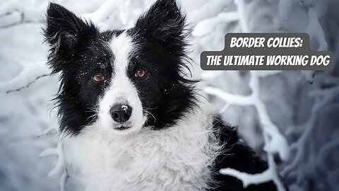 All About The - Border Collie