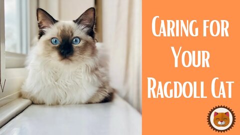 🐱 Cats 101 🐱 Your Ragdoll Cat
