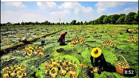 Water Lily Nuts Harvesting and Processing - How to Grow Fox Nuts (Makhana) - Water Lily Farm