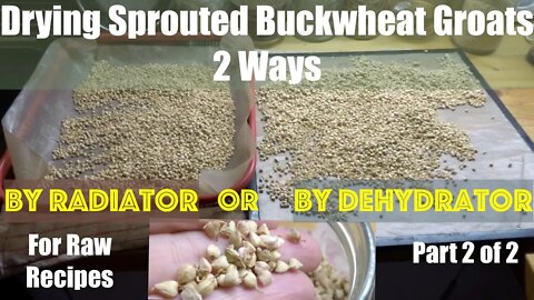 Sprouted Buckwheat 2 Ways Drying Improve digestibility.Part2