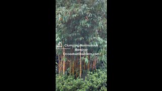 Clumping Noninvasive Bamboo Ocoee Bamboo Farm 407-777-4807