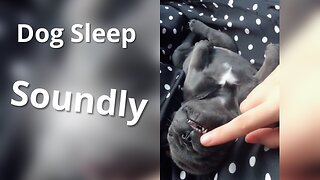 Baby Dog Sleep Soundly