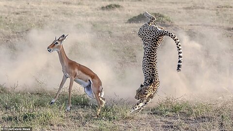 Cheeta Attacks Hiran