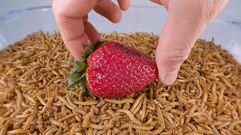 Mealworms vs GIANT STRAWBERRY Time-lapse