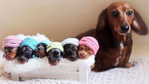 Miniature Dachshund Giving Birth - Pregnant Sausage Dog - Cute Sausage Dog Puppies