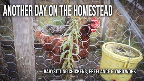 YARDWORK, CHICKENS & FREELANCE. Another day on The Homestead | THE HOMESTEAD VLOG