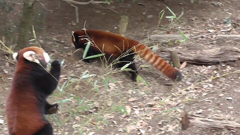 Red Panda 5【Tama Zoological Park in Tokyo , Japan】