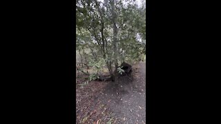 Fallen Tree Grows Tree Like Branches