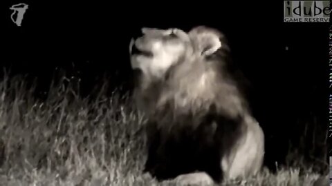 Powerful Lion Roaring In the Dark African Night