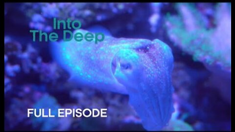 Humboldt Squid Communicate with Light - Into The Deep - BBC Earth