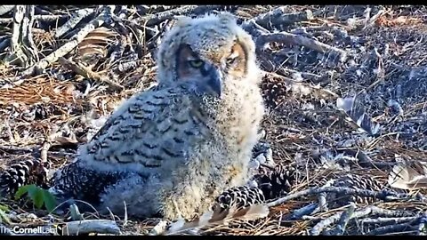 An Afternoon Owlet Close-up 🦉 3/29/22 17:12