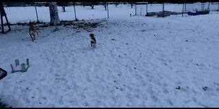 Playing in the snow