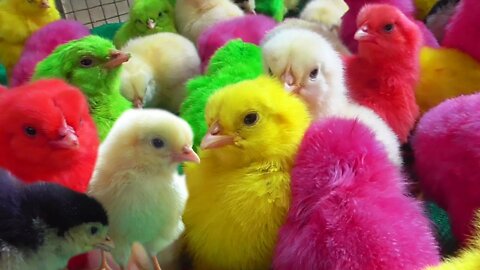 Witty MURGI Baby "Chicks Chirping" Sound Video Colors Gallina Hen Videos