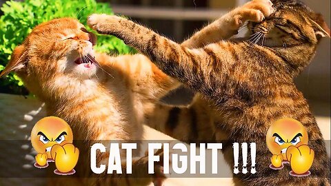 Two cats are fighting each other but why | Cute Cat Fighting | Nice Cat 2023
