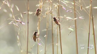 State lawmakers discuss bills to limit certain pesticides