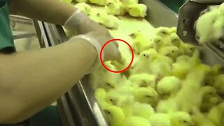O vídeo que a indústria do frango não quer que você assista