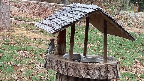 Woodpecker visitor.