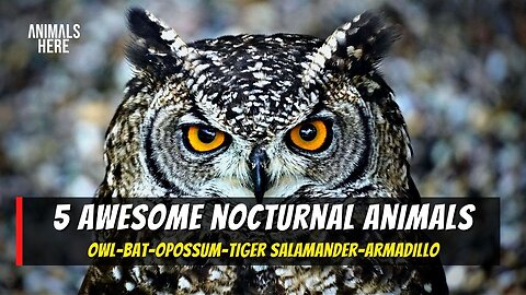 5 NOCTURNAL ANIMALS! #animals #nocturnalanimals #owl #opossum #armadillo #bats #tigersalamander