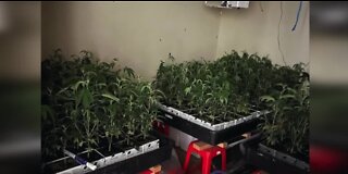 'Huge residential marijuana grow' uncovered at Las Vegas home