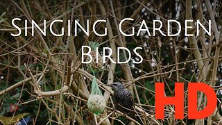 Relaxing chirping birds in the backyard - calm down with nature sounds