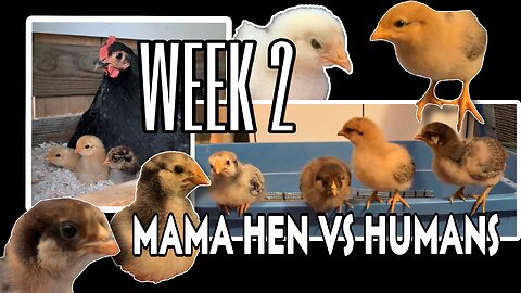 Raising Baby Chicks: Mama Hen vs. Humans Week 2