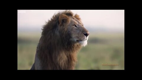 THE LION - KING OF THE JUNGLE - NEVER EVER GIVE UP, IN IT TOGETHER, WWG1WGA