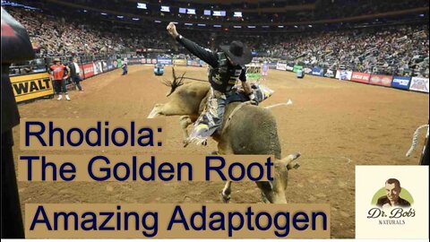 Rhodiola: The Golden Root - Amazing Adaptogen