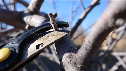 How to Prune an OVERGROWN fruit tree | How to prune an apple tree
