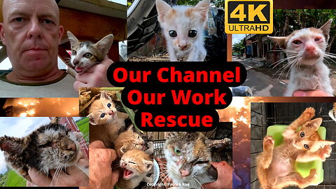 Our channel and our work - our animal rescue work - CENSORED BY YOUTUBE INDONESIA