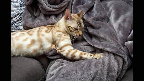 A Person Massaging the Paws of a Kitten