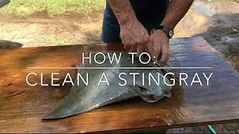 How To Clean a Stingray