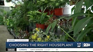 Growing Your Garden: Choosing the right houseplant