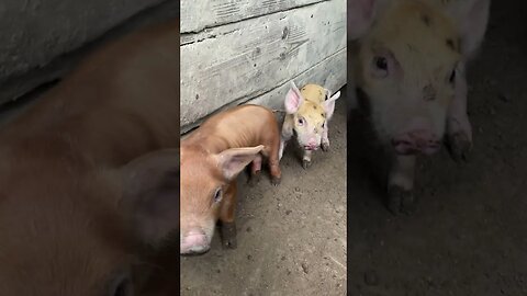 Curious Baby Piglets 🥰