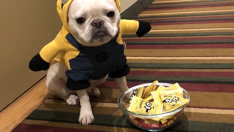 French Bulldog loves to hand out Halloween candy