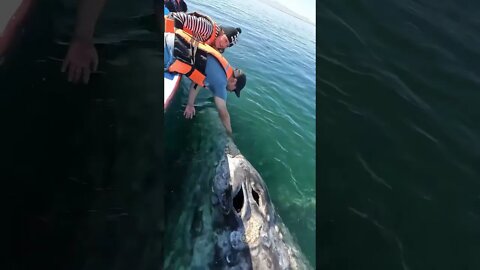 This Grey Whale came up for pets!